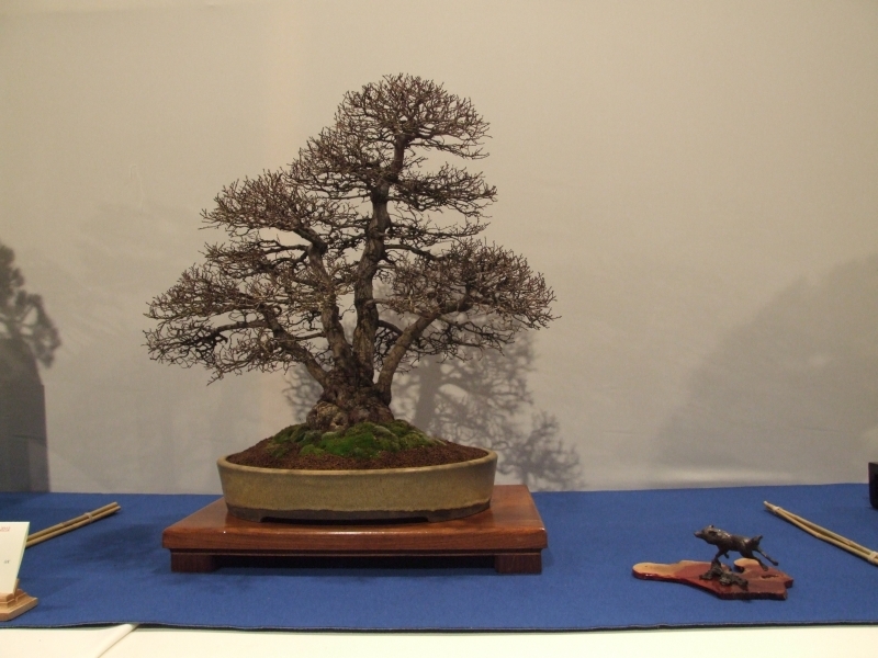 Noelanders Trophy XIII 2012 14c.jpg