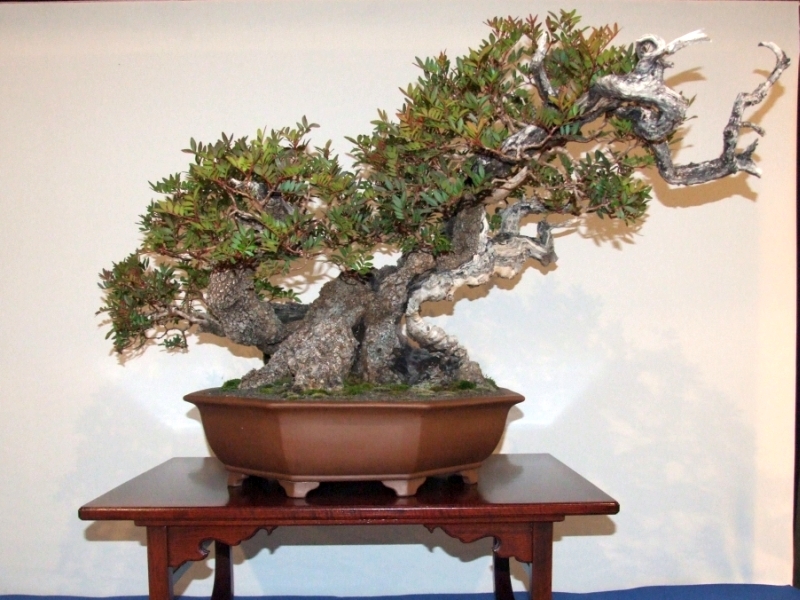 Noelanders Trophy XIII 2012 16c.jpg