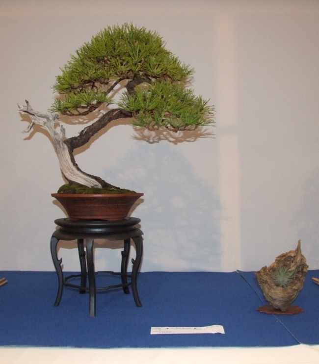 Noelanders Trophy XIII 2012 17b.jpg