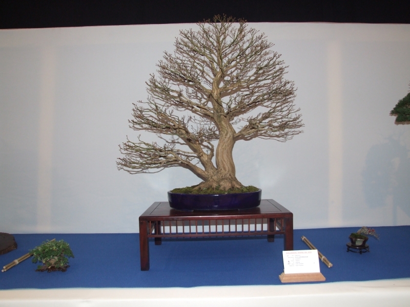 Noelanders Trophy XIII 2012 19a.jpg
