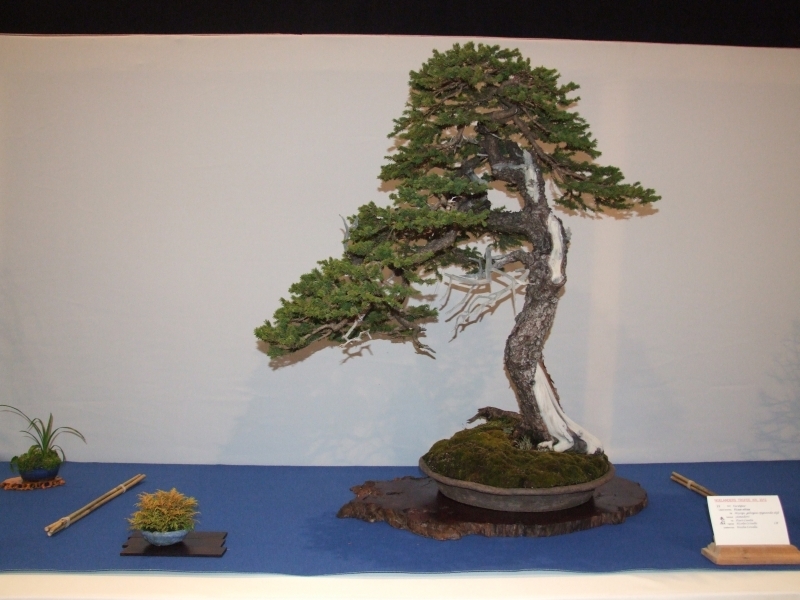 Noelanders Trophy XIII 2012 20d.jpg