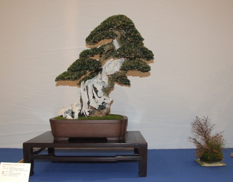 Noelanders Trophy XIII 2012 22c.jpg