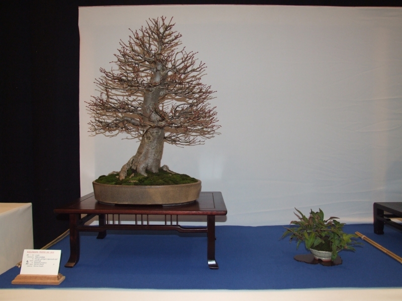 Noelanders Trophy XIII 2012 23a.jpg