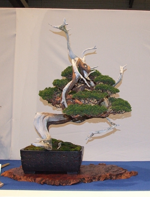 Noelanders Trophy XIII 2012 27b.jpg
