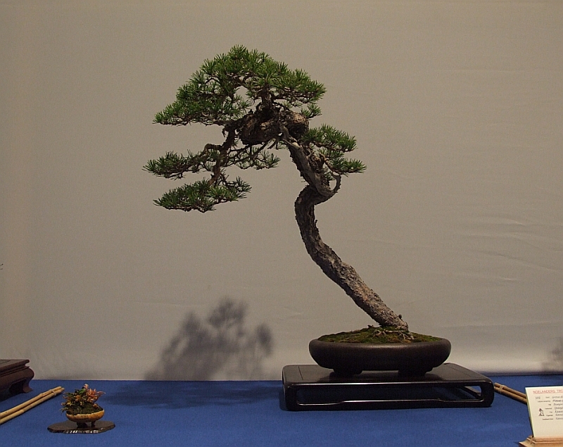 Noelanders Trophy XIII 2012 31b.jpg