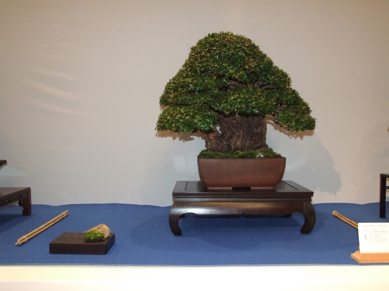 Noelanders Trophy XIII 2012 34a.jpg