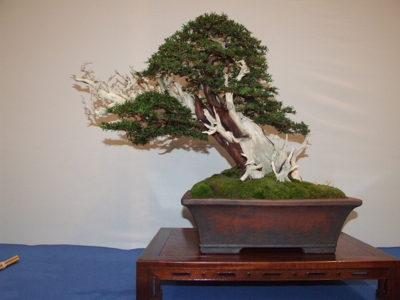 Noelanders Trophy XIII 2012 35b.jpg