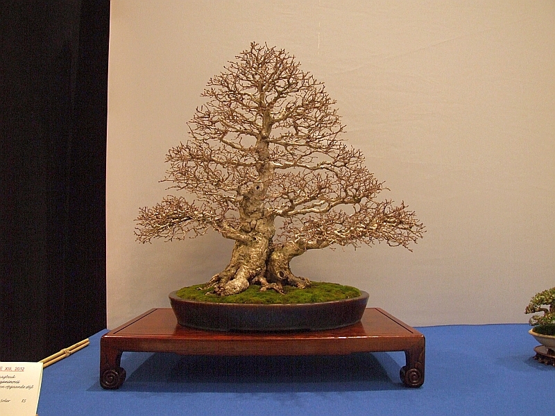 Noelanders Trophy XIII 2012 36c.jpg