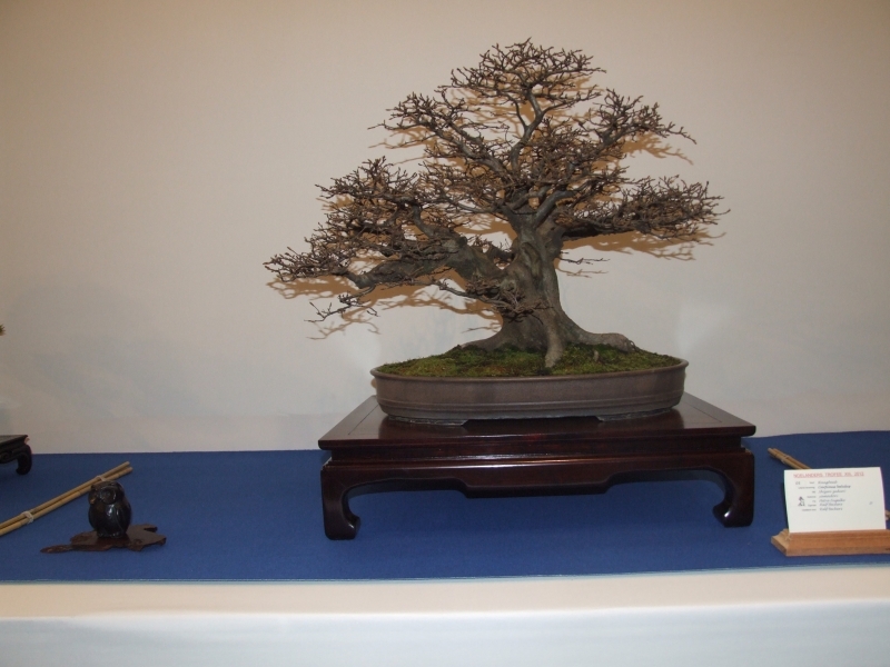Noelanders Trophy XIII 2012 41b.jpg