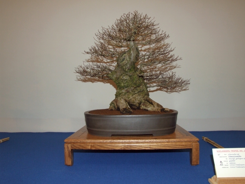 Noelanders Trophy XIII 2012 45b.jpg