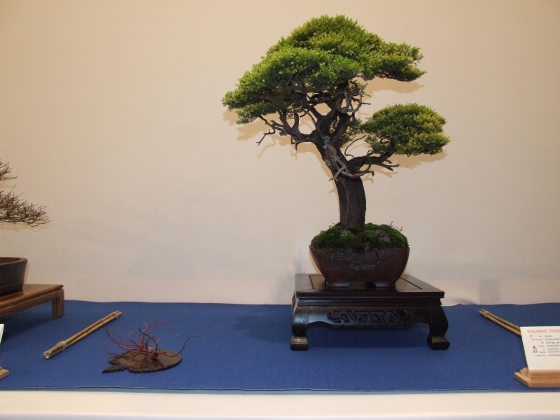 Noelanders Trophy XIII 2012 46a.jpg