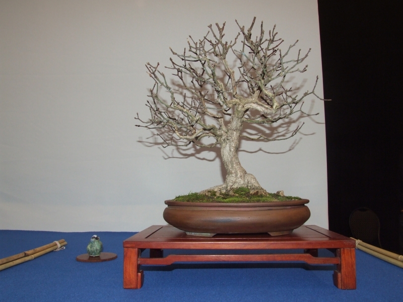 Noelanders Trophy XIII 2012 52a.jpg