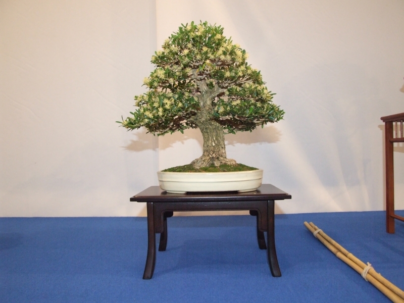 Noelanders Trophy XIII 2012 70b.jpg