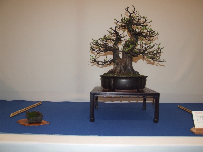 Noelanders Trophy XIII 2012 74a.jpg