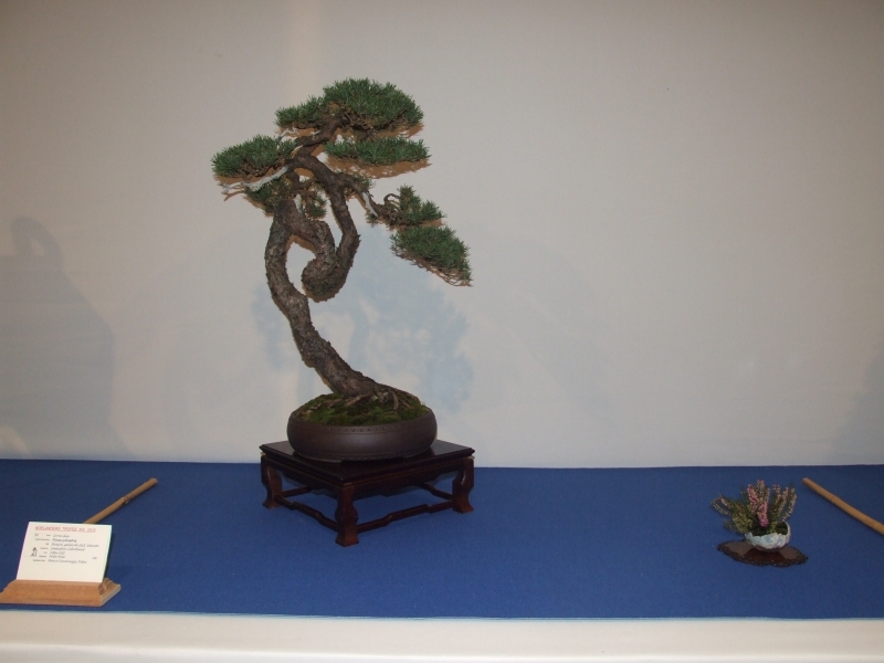 Noelanders Trophy XIII 2012 78a.jpg
