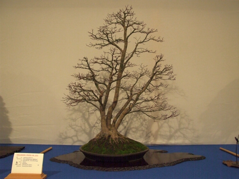 Noelanders Trophy XIII 2012 80d.jpg
