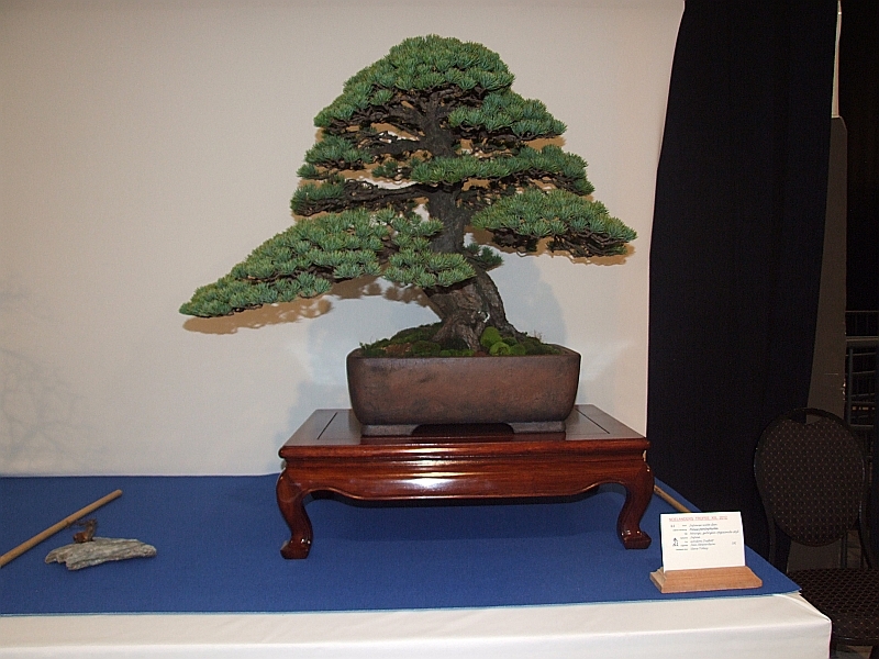 Noelanders Trophy XIII 2012 81a.jpg