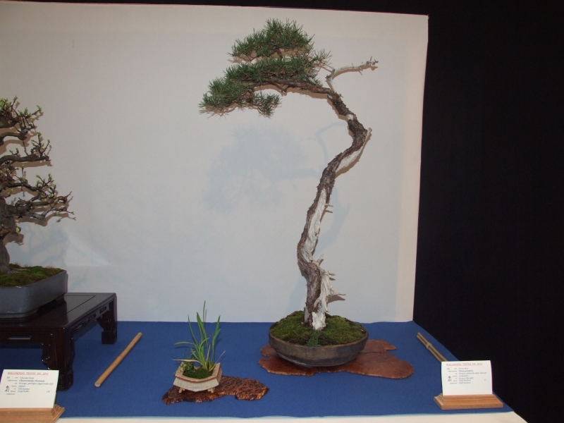 Noelanders Trophy XIII 2012 82a.jpg
