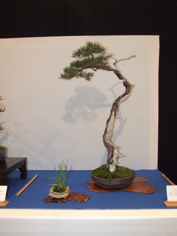 Noelanders Trophy XIII 2012 82b.jpg