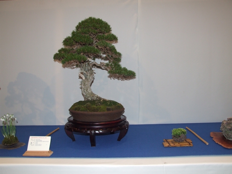 Noelanders Trophy XIII 2012 84a.jpg