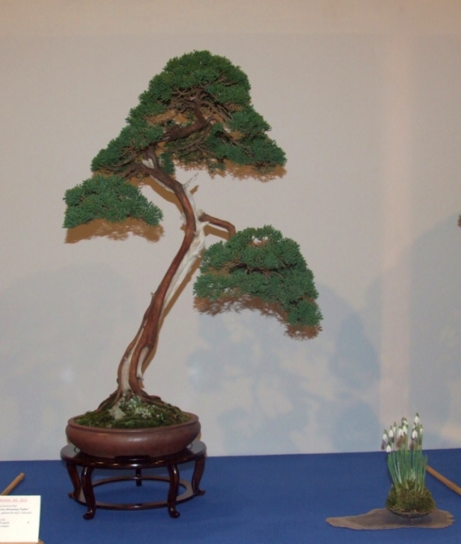 Noelanders Trophy XIII 2012 85b.jpg