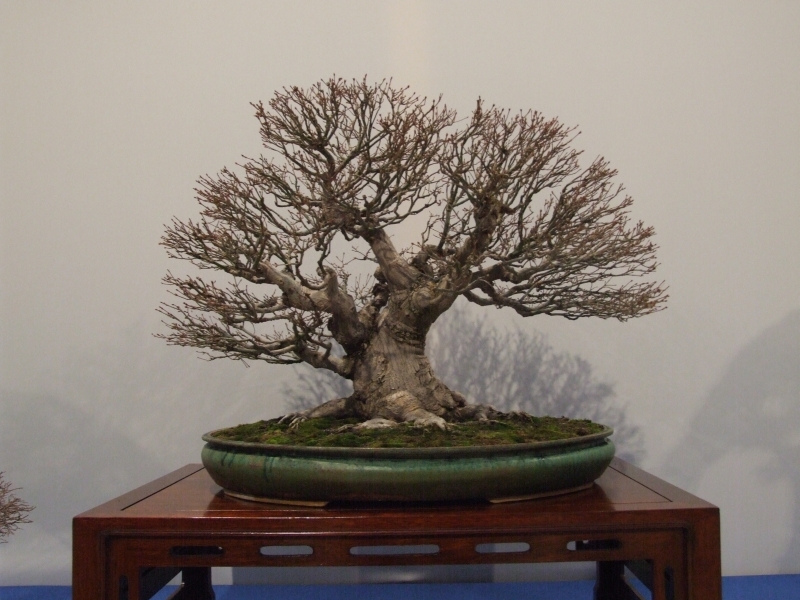 Noelanders Trophy XIII 2012 86b.jpg