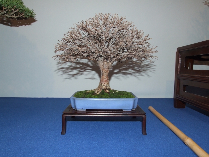 Noelanders Trophy XIII 2012 87d.jpg