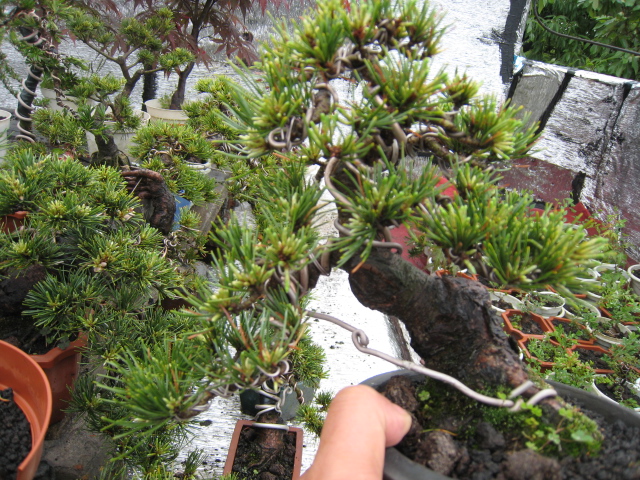 IMG_1205.JPG