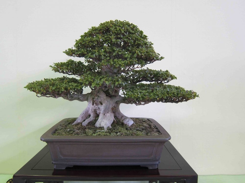 Meifu Ten 2012 003.jpg