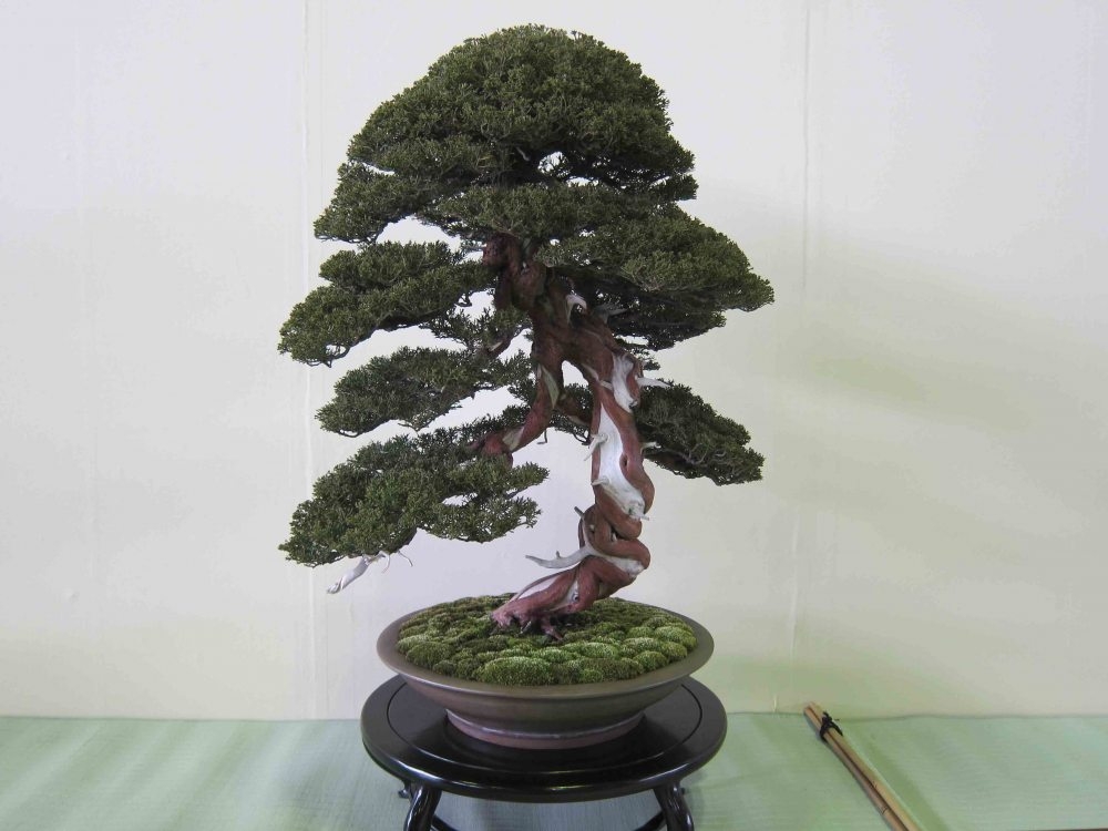 Meifu Ten 2012 004.jpg