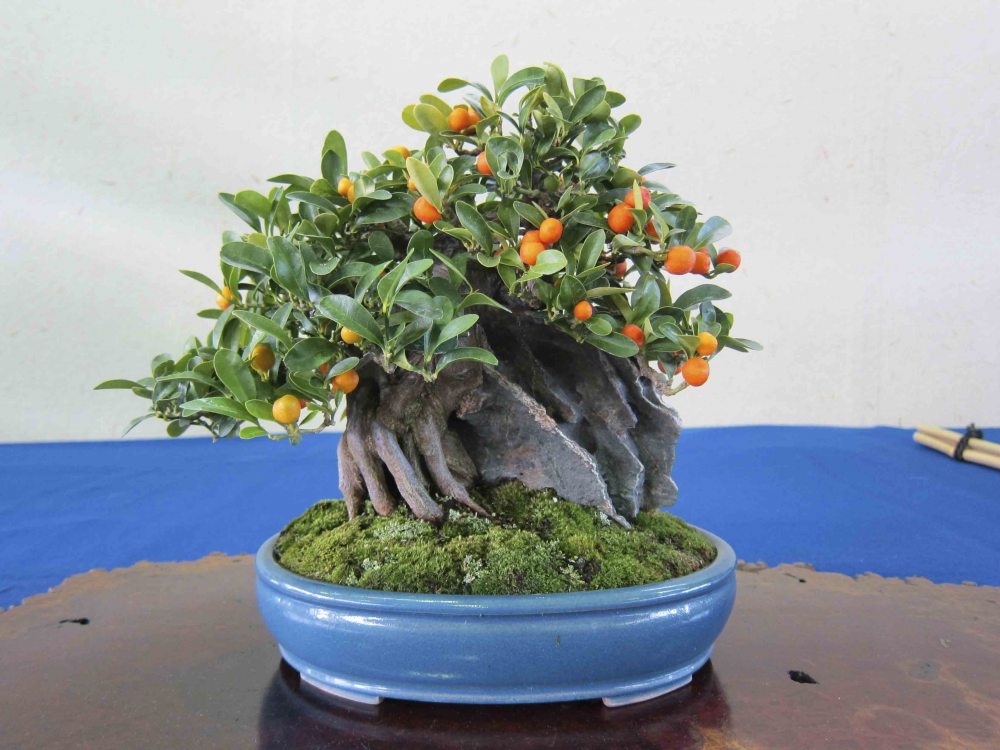 Meifu Ten 2012 005.jpg