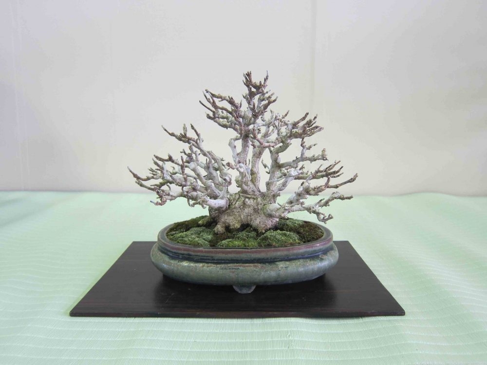 Meifu Ten 2012 006.jpg