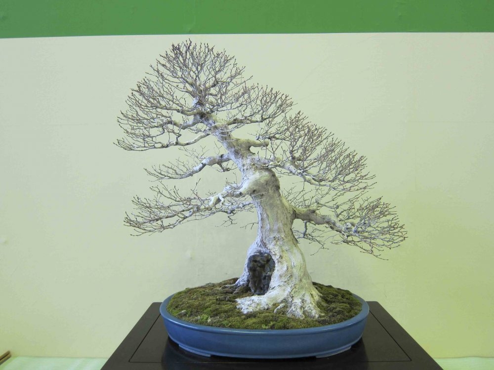 Meifu Ten 2012 009.jpg