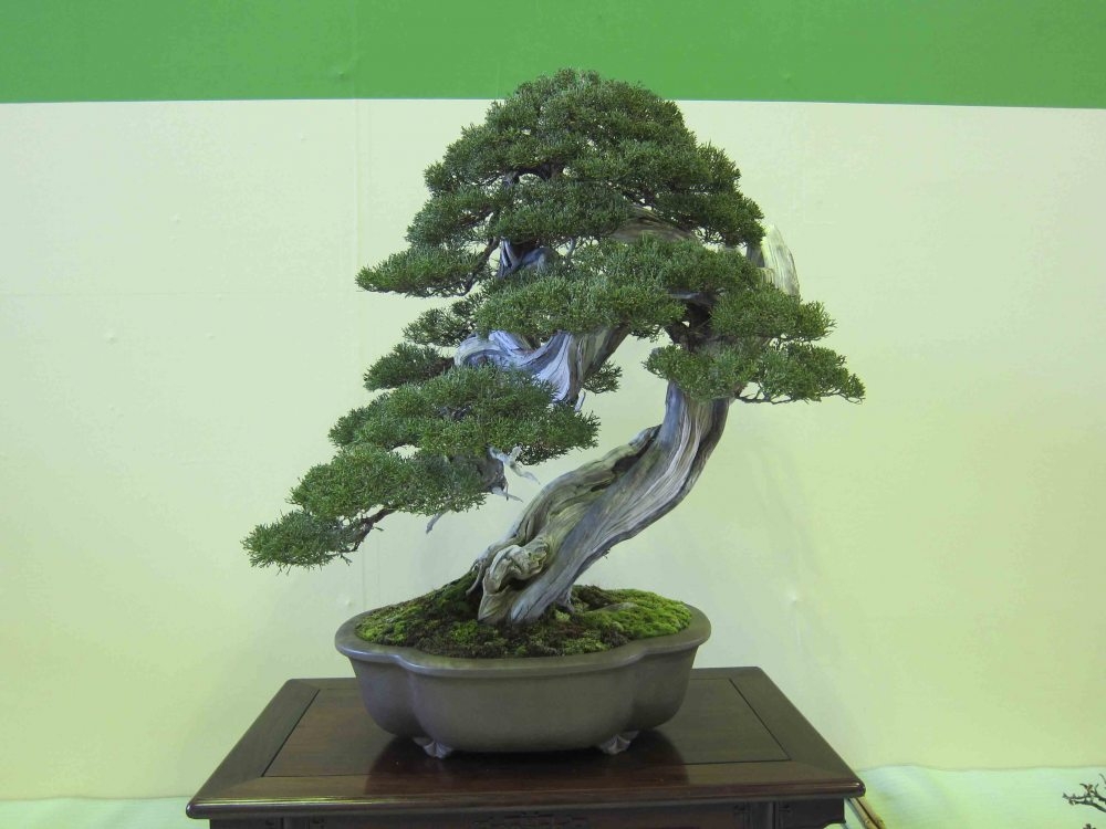 Meifu Ten 2012 010.jpg