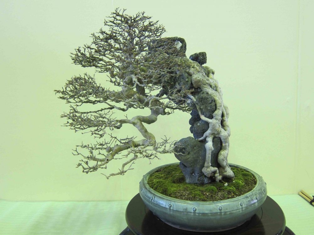 Meifu Ten 2012 011.jpg