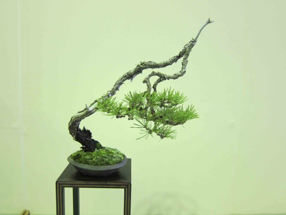 Meifu Ten 2012 013.jpg