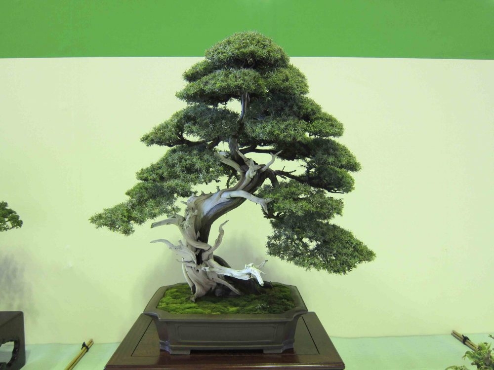 Meifu Ten 2012 014.jpg