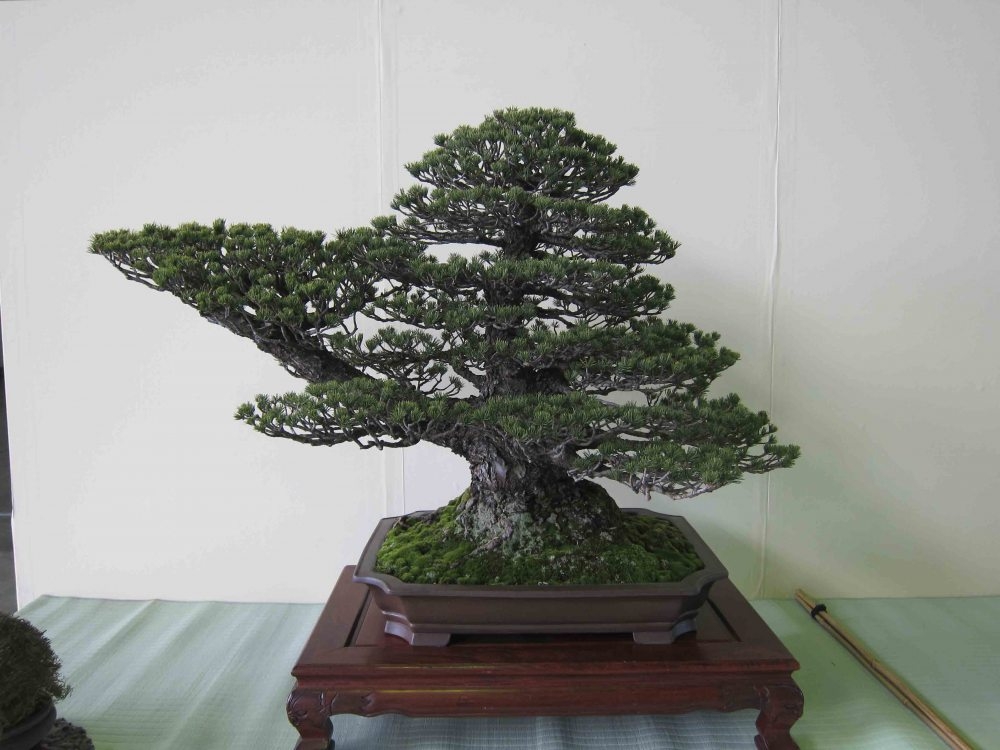 Meifu Ten 2012 015.jpg