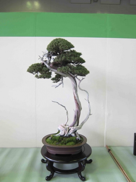 Meifu Ten 2012 016.jpg