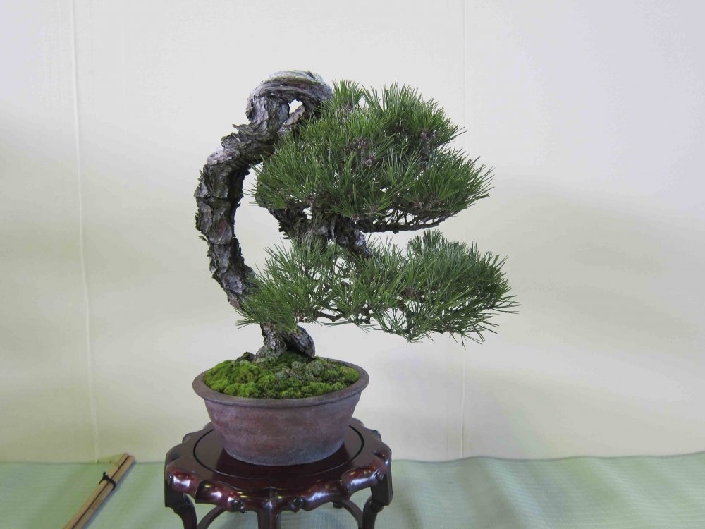 Meifu Ten 2012 017.jpg