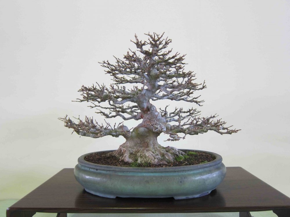 Meifu Ten 2012 020.jpg