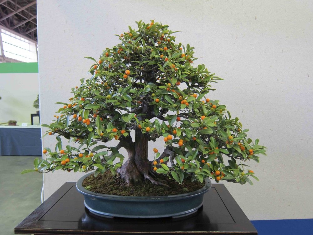 Meifu Ten 2012 027.jpg