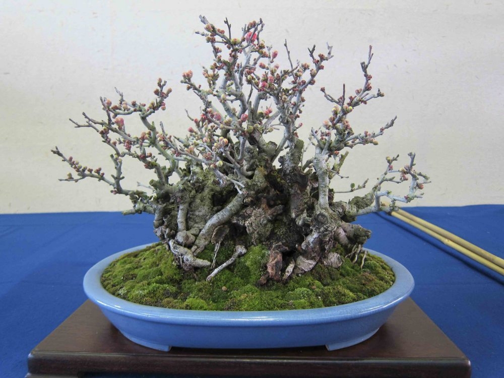 Meifu Ten 2012 028.jpg