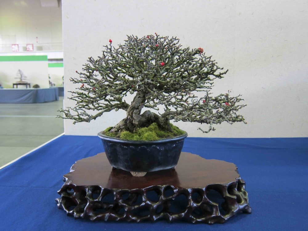 Meifu Ten 2012 033.jpg