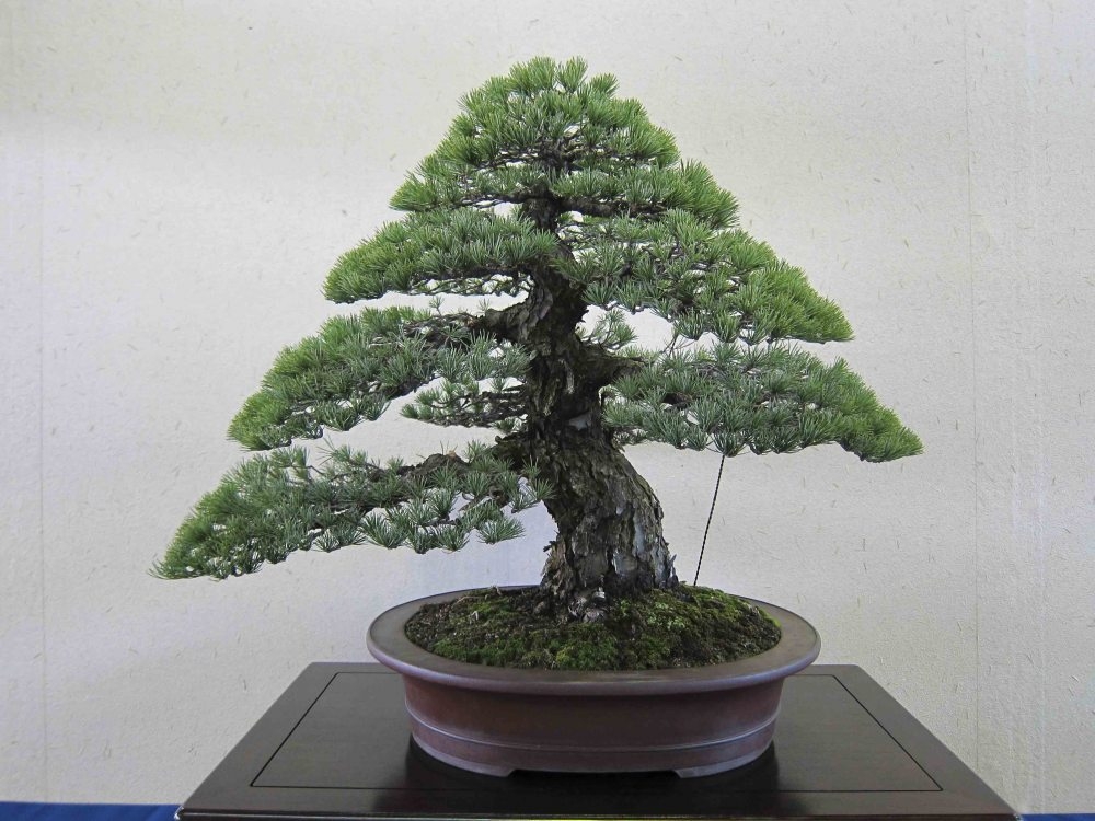 Meifu Ten 2012 034.jpg