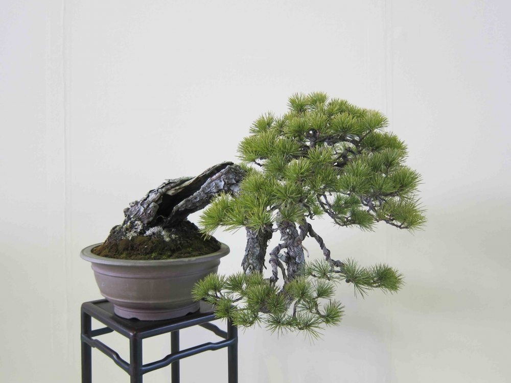 Meifu Ten 2012 039.jpg