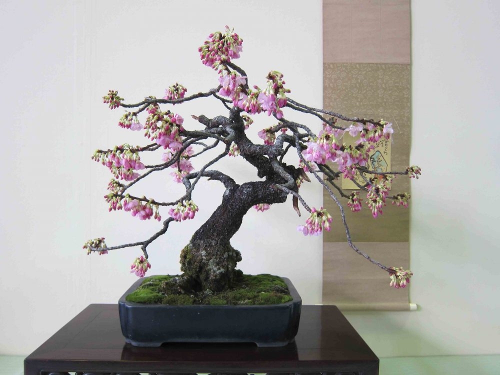 Meifu Ten 2012 041.jpg