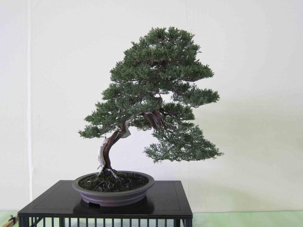 Meifu Ten 2012 042.jpg