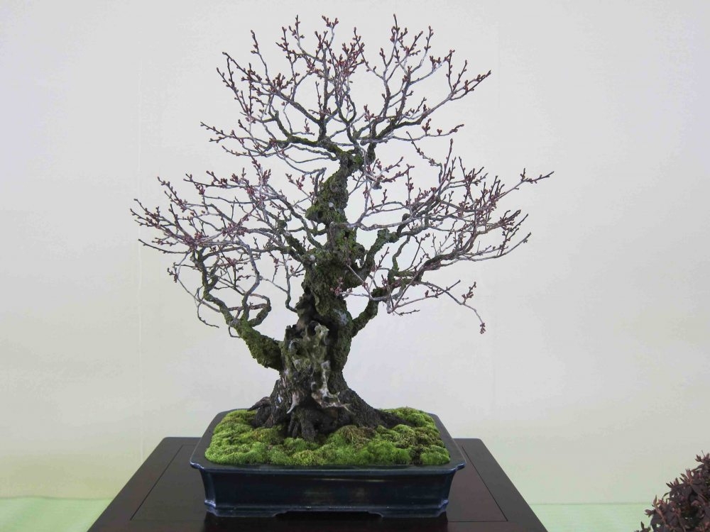 Meifu Ten 2012 043.jpg