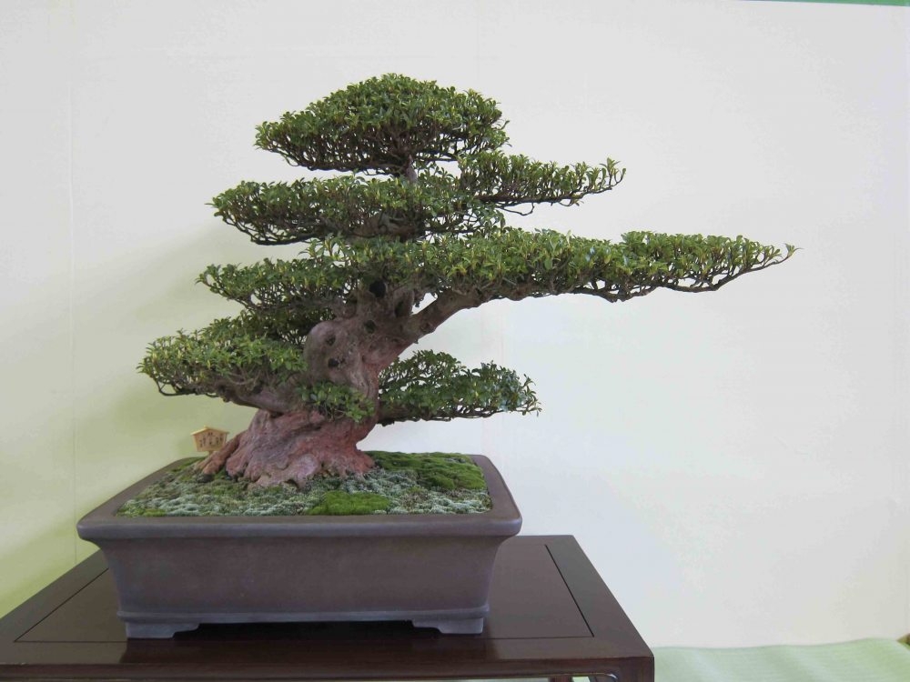 Meifu Ten 2012 044.jpg